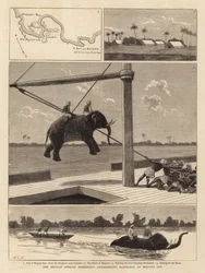 De Belgische Afrikaanse Expeditie, ontscheping van Olifanten bij Msasani Bay